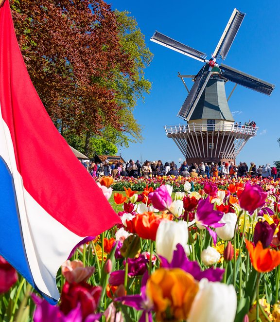 Dutch flag waving in a vibrant tulip field with a traditional windmill and visitors in the background on a sunny spring day in the Netherlands.